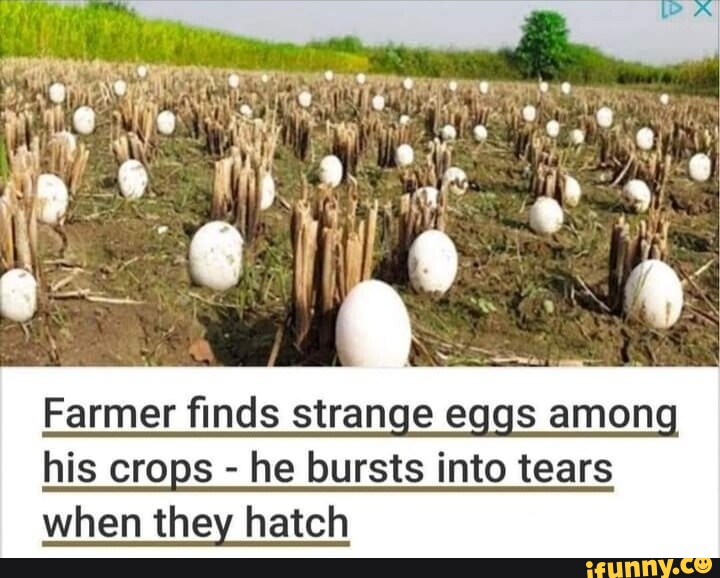 Farmer Finds Strange Eqgs Among His Crops - He Bursts Into Tears When ...