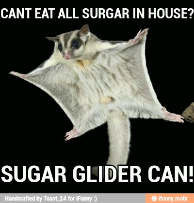 CANT EAT ALL SURGAR IN HOUSE?
SUGAR GLIDER CAN!