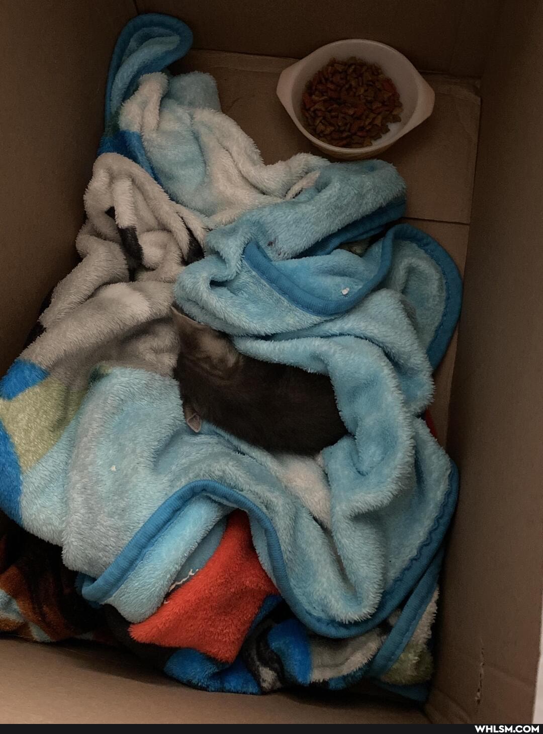 kitten, baby_animals