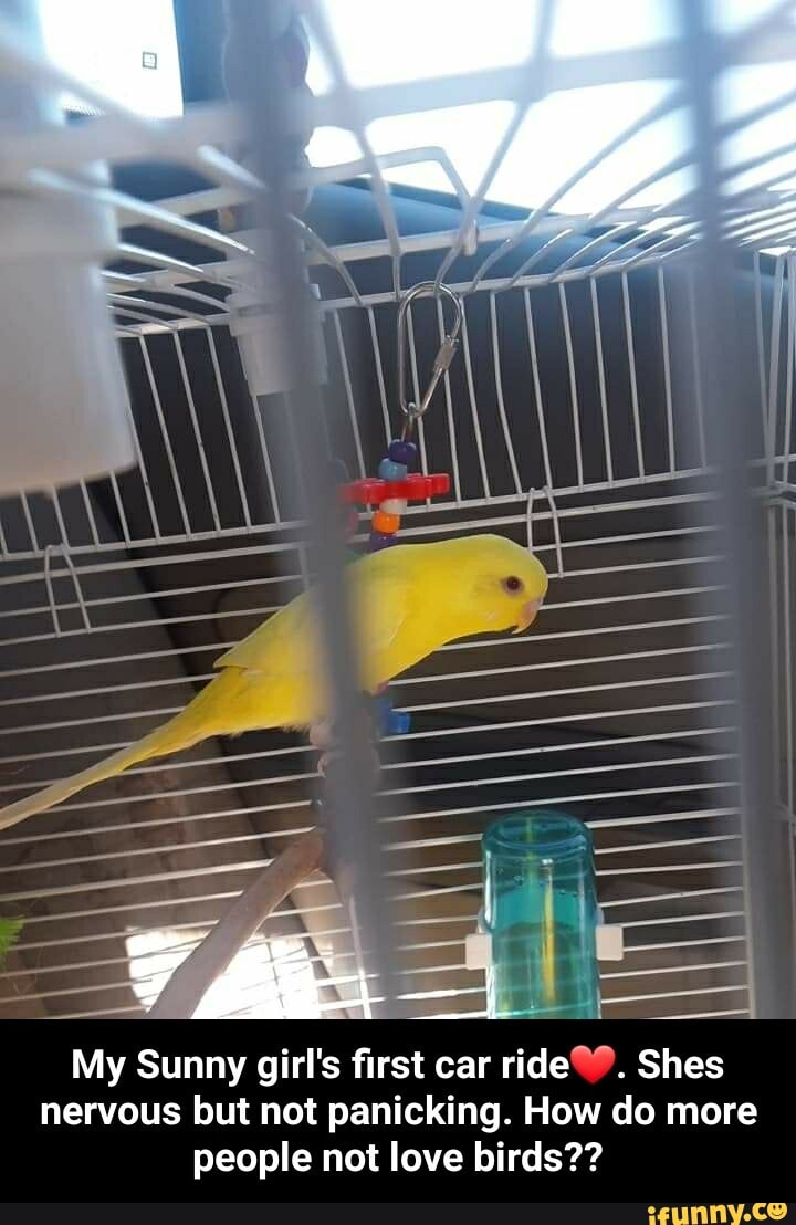 My Sunny girl's first car ride Shes nervous but not panicking. How do more people not love birds?? - My Sunny girl's first car ride❤. Shes nervous but not panicking. How do more people not love birds??