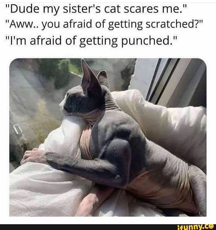 "Dude my sister's cat scares me." "Aww.. you afraid of getting