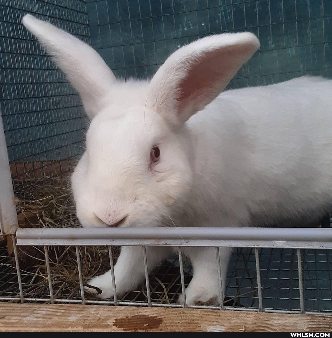 bunny, bunny_rabbit, bunbun, rabbit, baby_animals