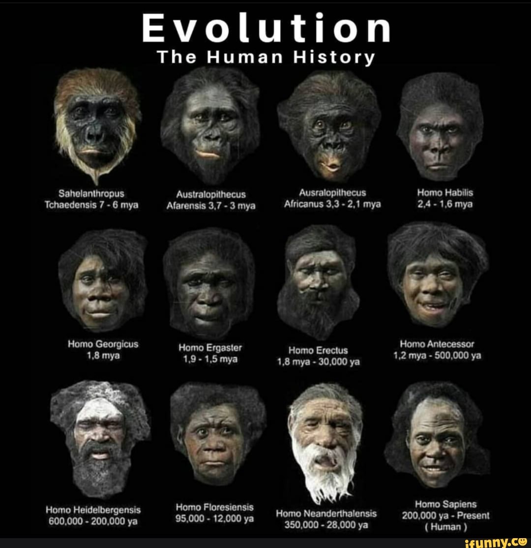 Evolution The Human History Sahelanthropus Australopithecus Ausralopithecus Homo Habilis