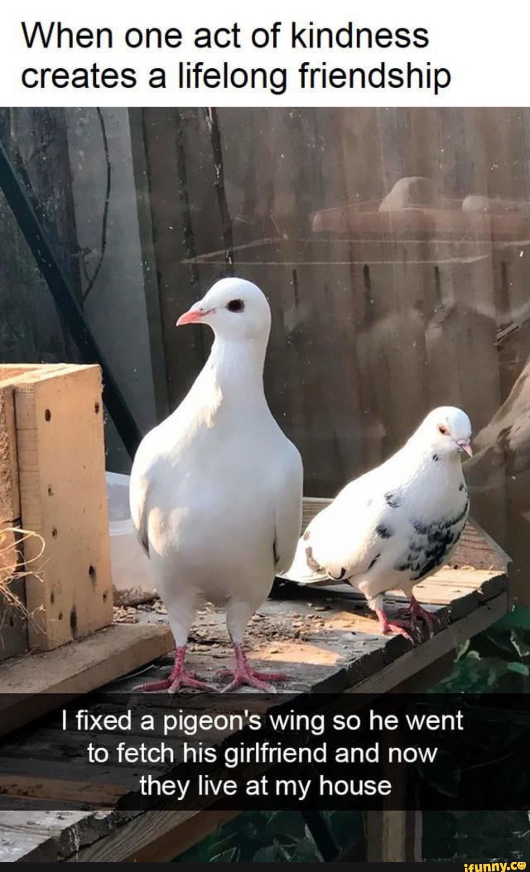 When one act of kindness
creates a lifelong friendship
I fixed a pigeon's wing so he went
to fetch his girlfriend and now
they live at my house
a
