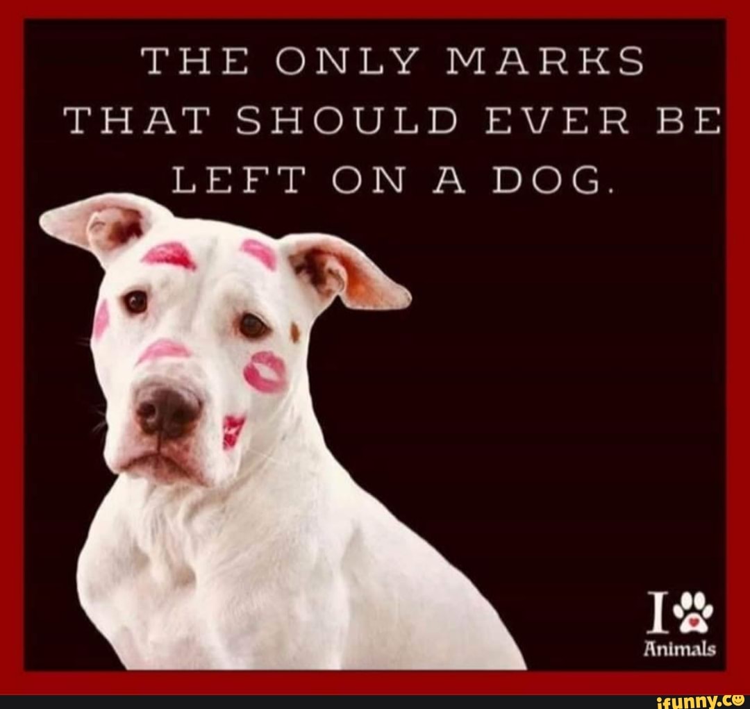 THE ONLY MARKS THAT SHOULD EVER BE LEFT ON A DOG. - iFunny