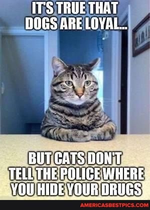 17'S TRUE THAT DOGS ARE LUVAL..
BUT CATS DONT TELL. WHERE,
YOU RRIDE YOUR BRUG