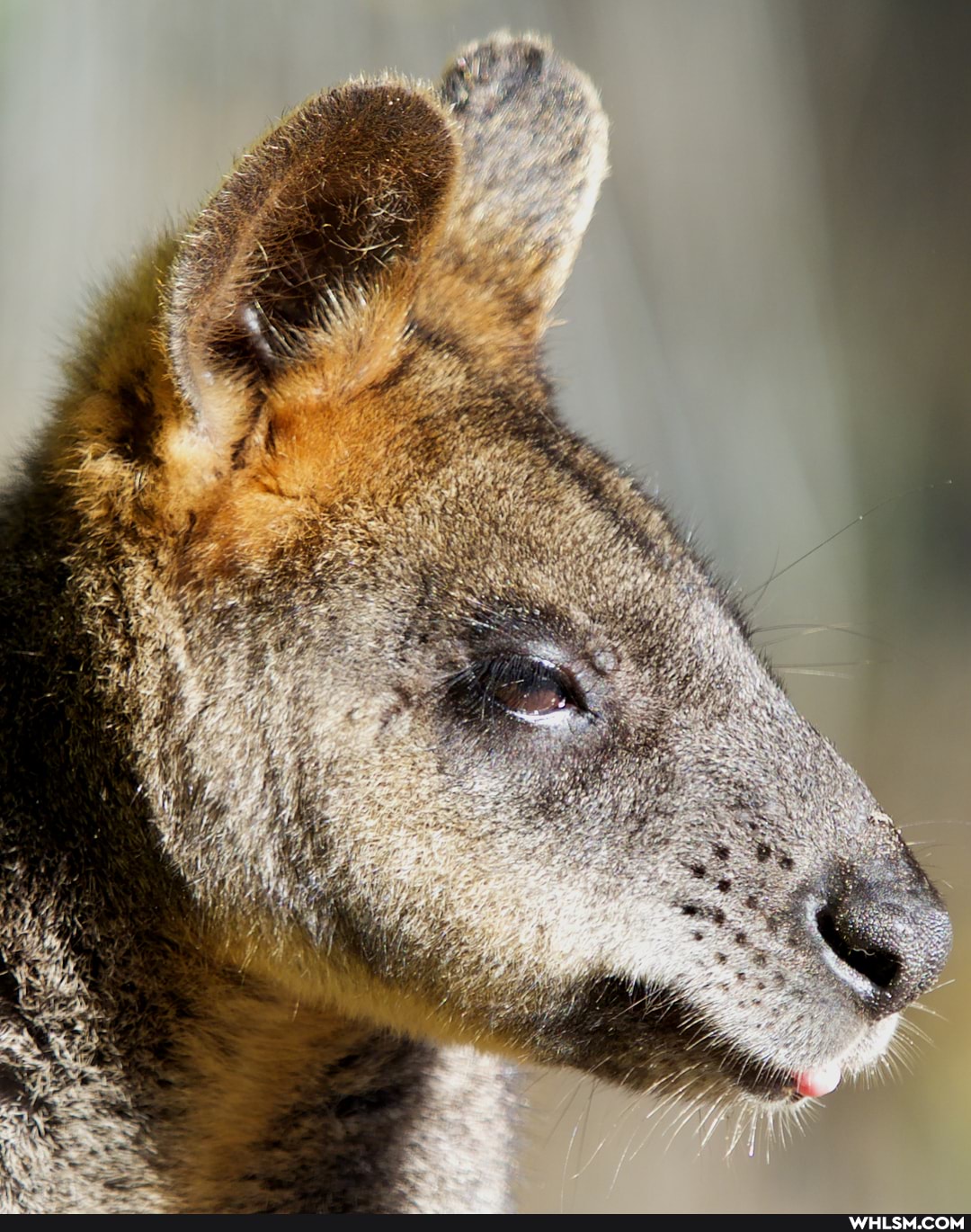 nature, fall, zoo, holidays