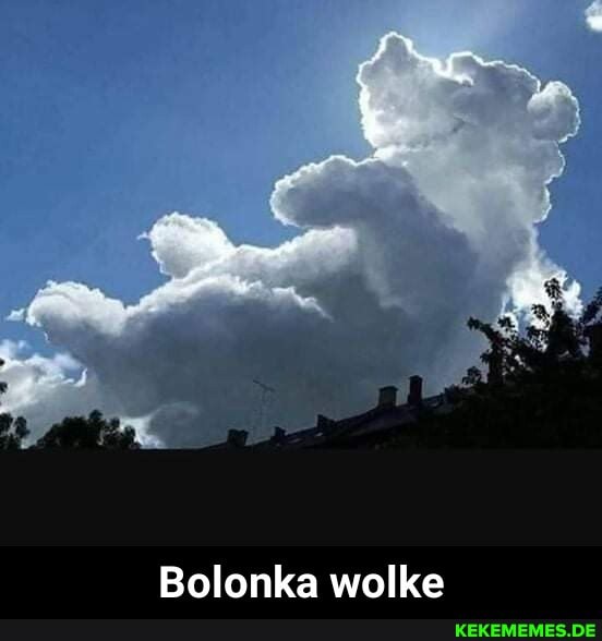 Bolonka wolke - Bolonka wolke