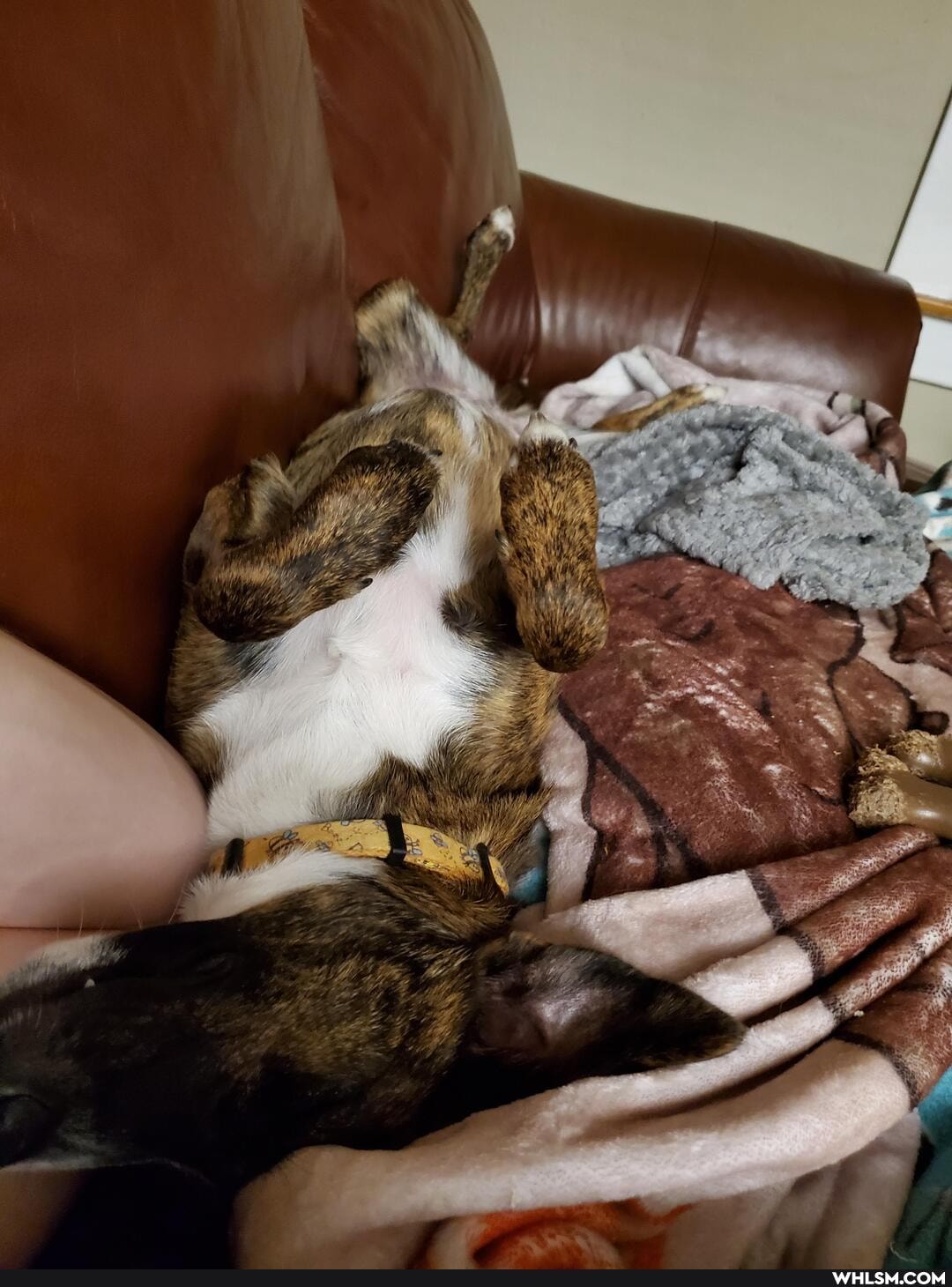 aww, pets, dog, dogs