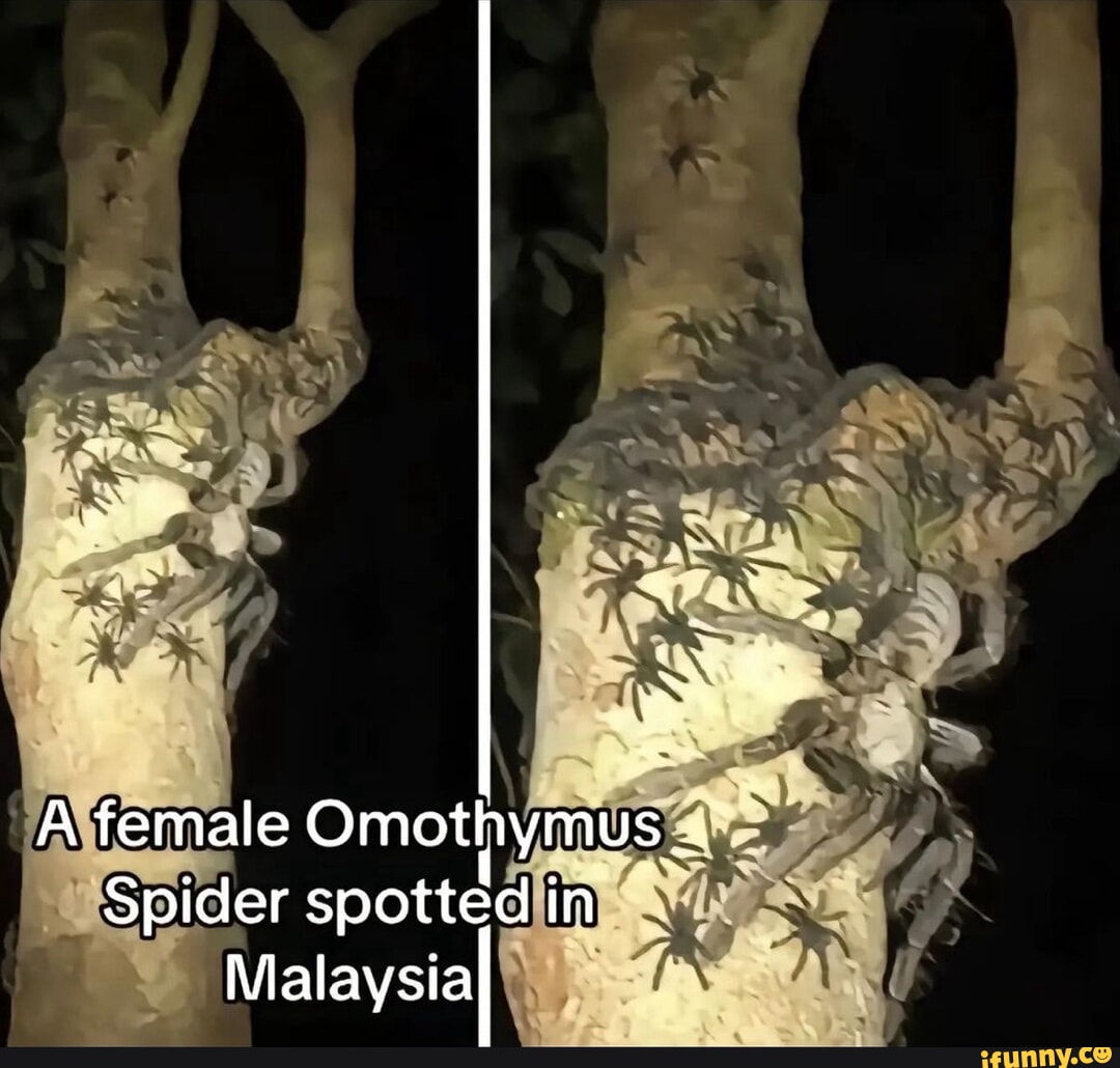 Babyshower gift for a coworker iFunny