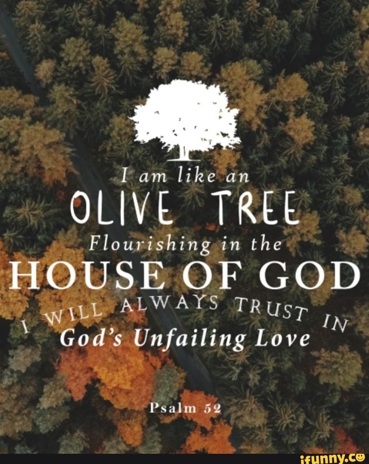 Am like an OLIVE TREE Flourishing in the HOUSE OF GOD LsALWAYS TRusp ...