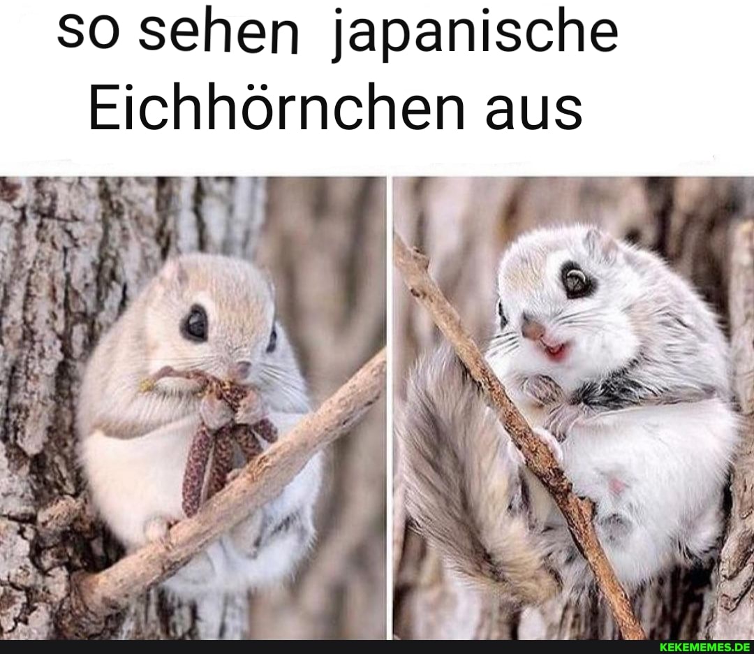 so sehen japanische
Eichhörnchen aus