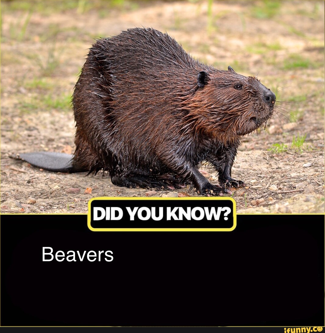 DID YOU KNOW? Beavers - iFunny