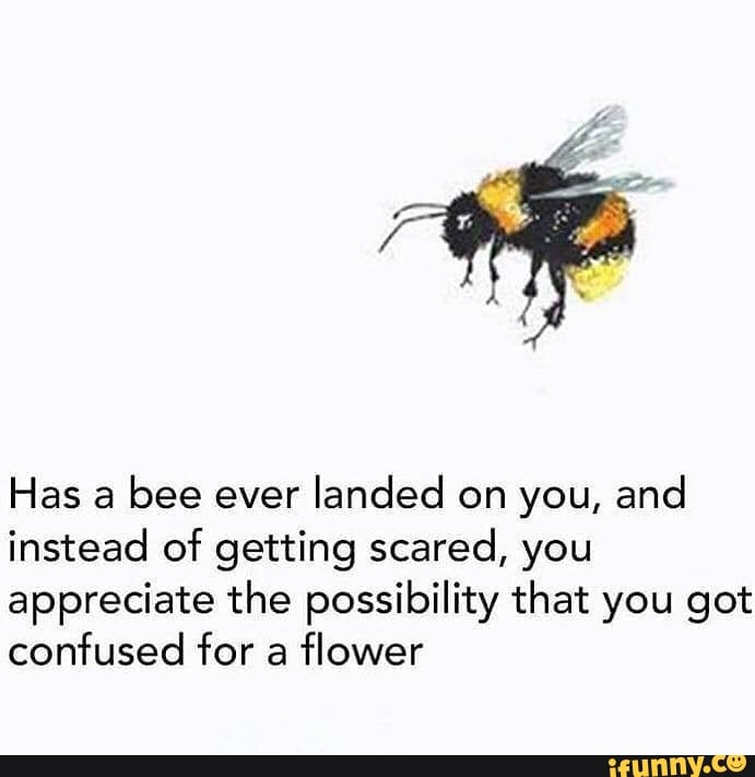 Has a bee ever landed on you, and instead of getting scared, you ...