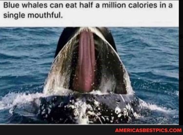 Blue whales can eat half a million calories in a single mouthful.