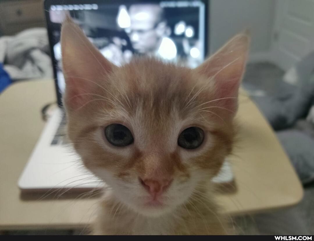 cats, cat, pets, baby_animals, best_friends