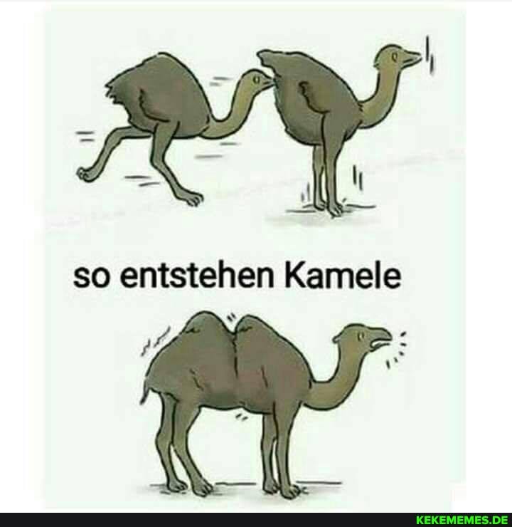 so eniisiehen Kamele