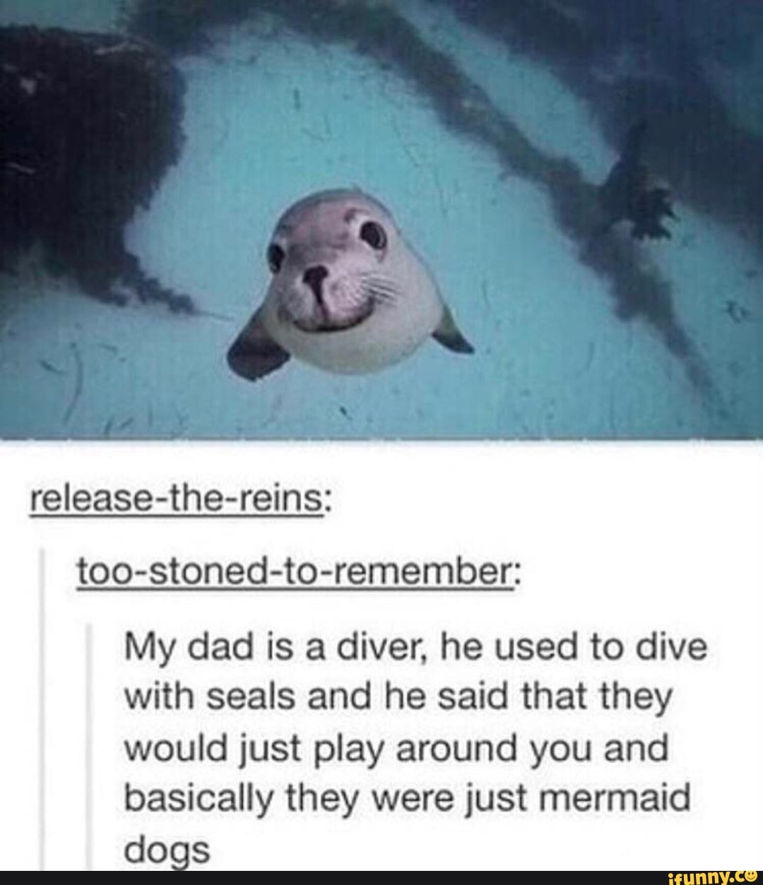release-the-reins:
too-stoned-to-remember:
My dad is a diver. he used to dive
with seals and he said that they
would just play around you and
basically they were just mermaid
do-s