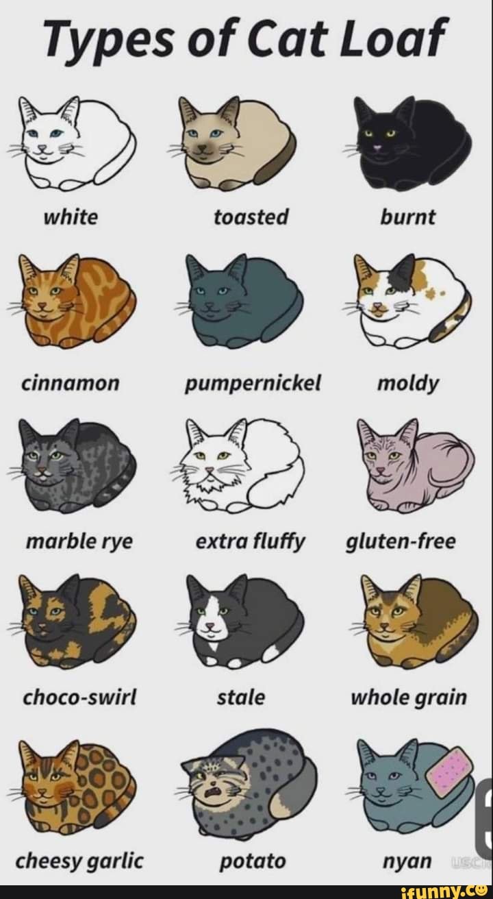 Types of Cat Loaf
white
cinnamon
marble rye
choco-swirl
cheesy garlic
toasted
pumpernickel
extra fluffy
stale
potato
burnt
moldy
gluten-free
whole grain