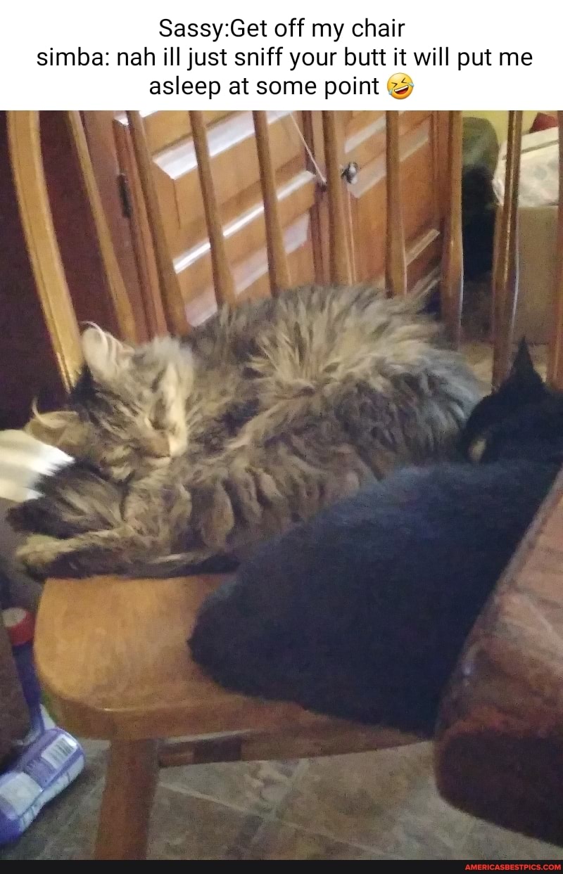 Get off my chair simba: nah ill just sniff your butt it will put me asleep at some point