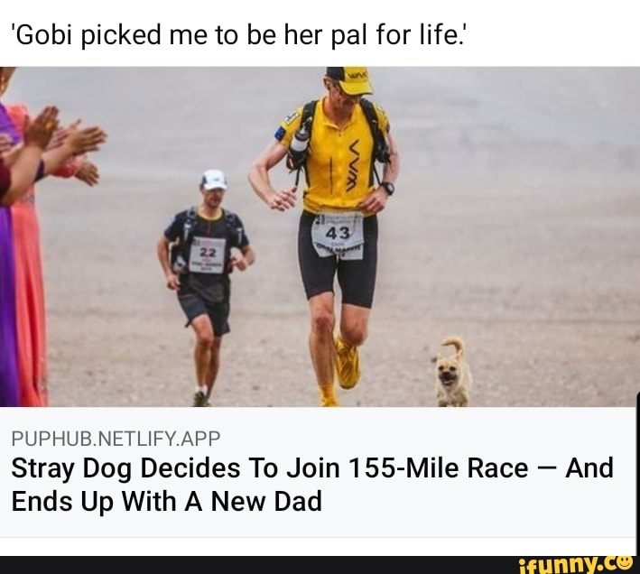 'Gobi picked me to be her pal for life.
PUPHUB.NETLIFY.APP
Stray Dog Decides To Join 155-Mile Race - And
Ends Up With A New Dad