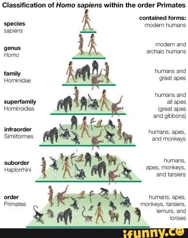 Classification Of Homo Sapiens Within The Order Primates Contained ...