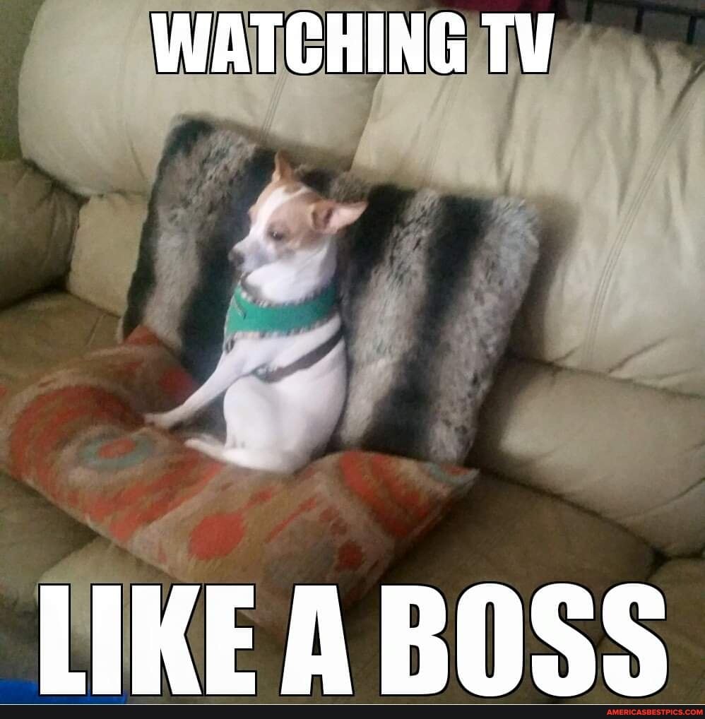 WATCHING TV
LIKE BOSS