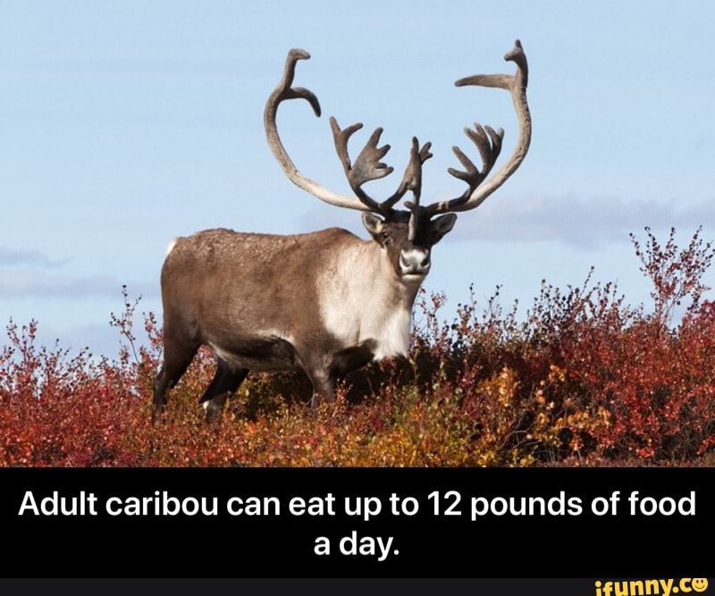 Adult caribou can eat up to 12 pounds of food a day. Adult caribou