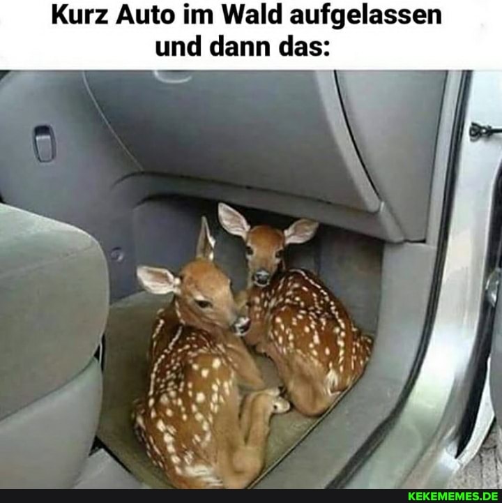 Kurz Auto im Wald aufgelassen und dann das: