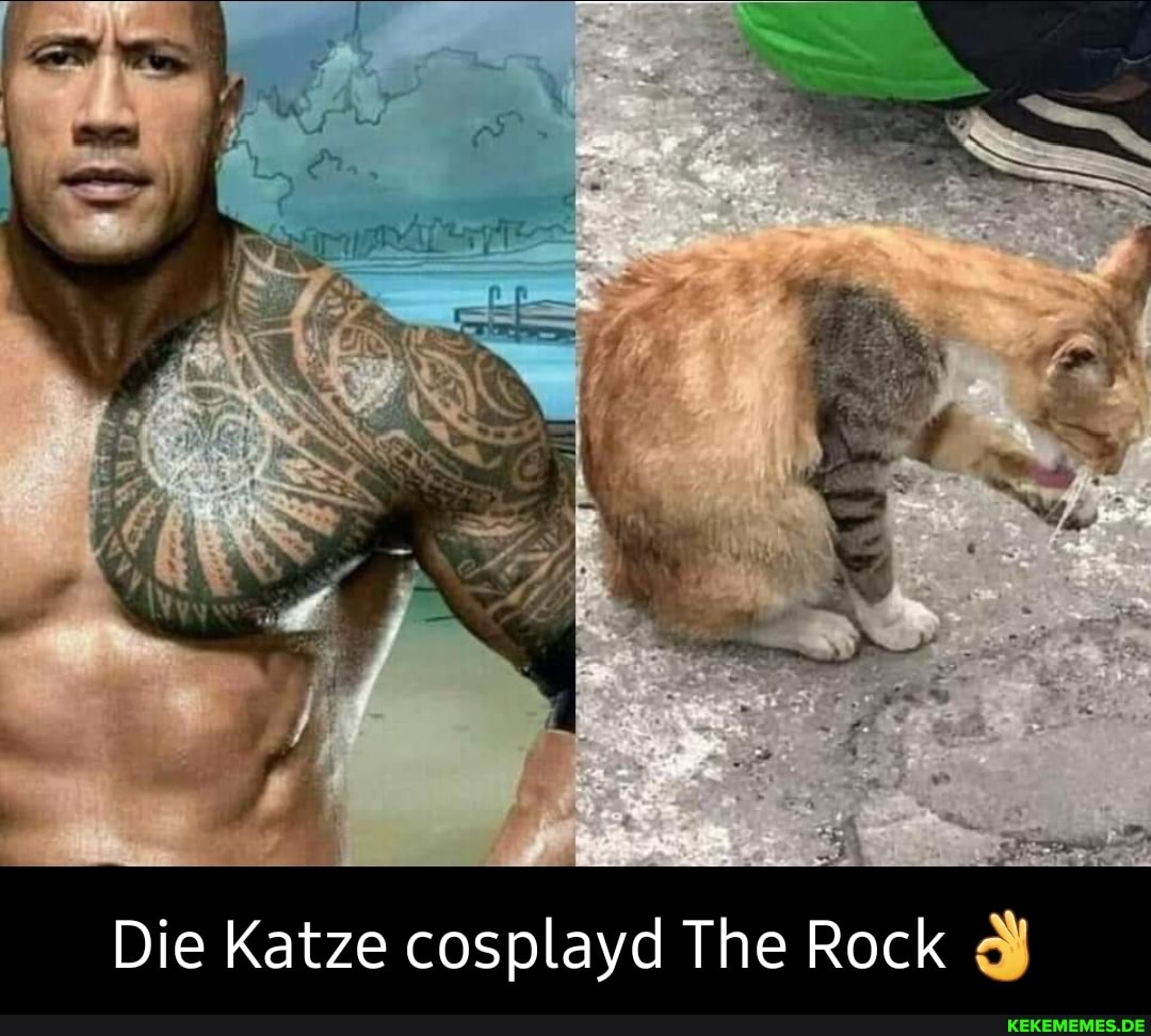 Die Katze cosplayd The Rock