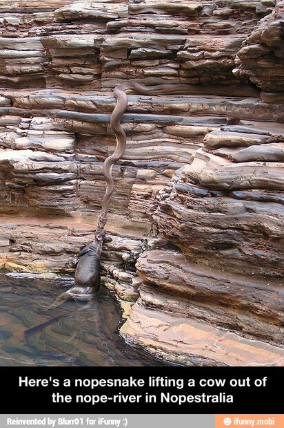 Here's a nopesnake lifting a cow out of
the nope-river in Nopestralia