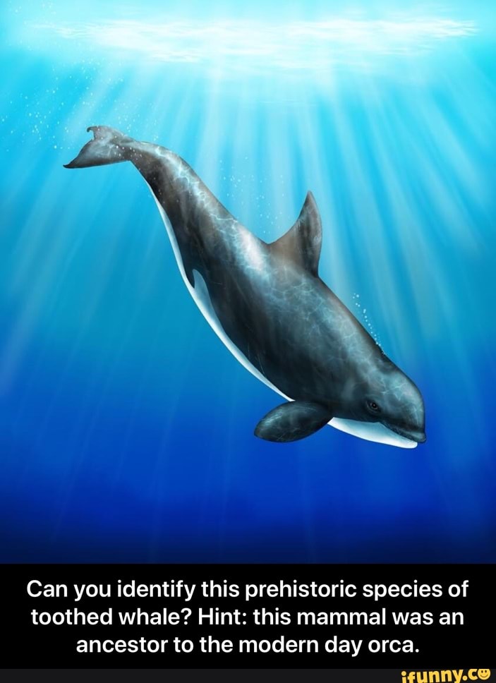 Can you identify this prehistoric species of toothed whale? Hint: this ...