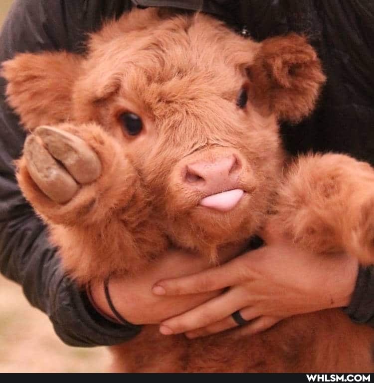 dogs, baby_animals, cows