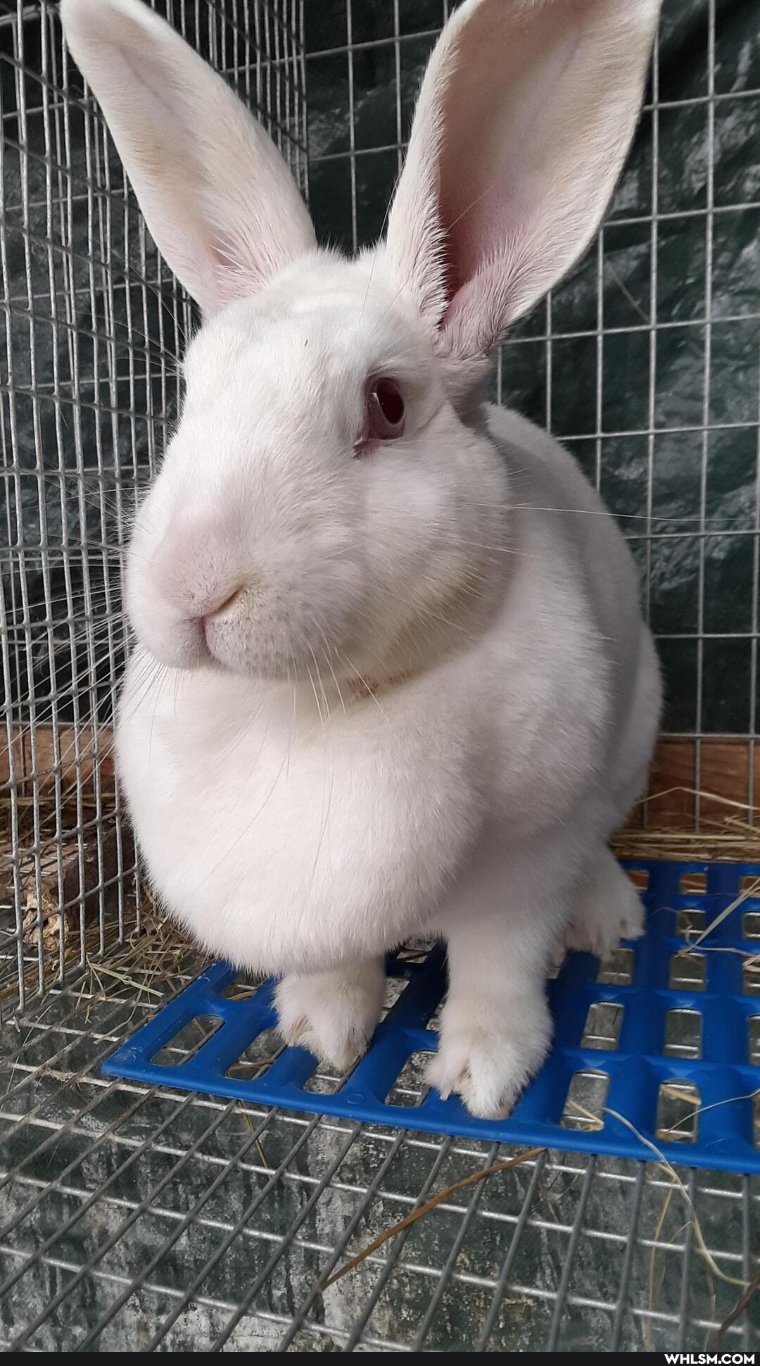 rabbit, meatrabbit, new_zealand, doe