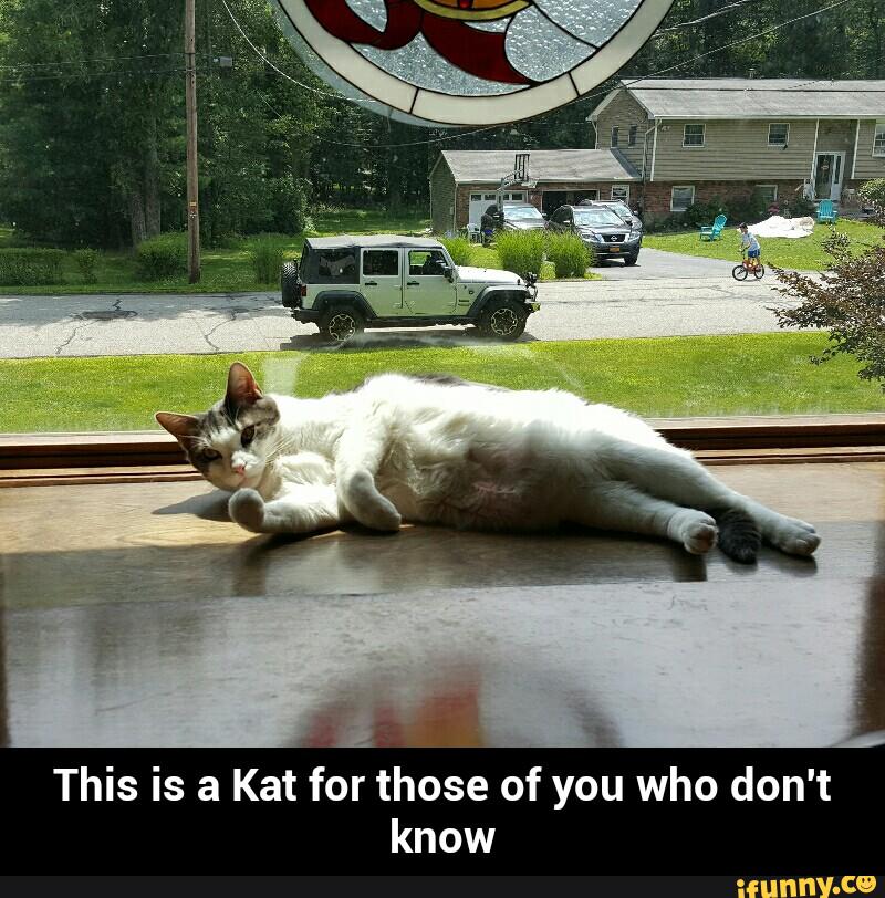 This is a Kat for those of
yoú who don't
know - This is a Kat for those of you who don't know