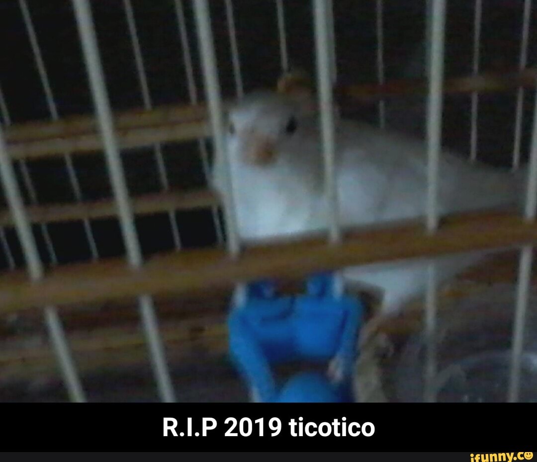 R.I.P 2019 ticotico