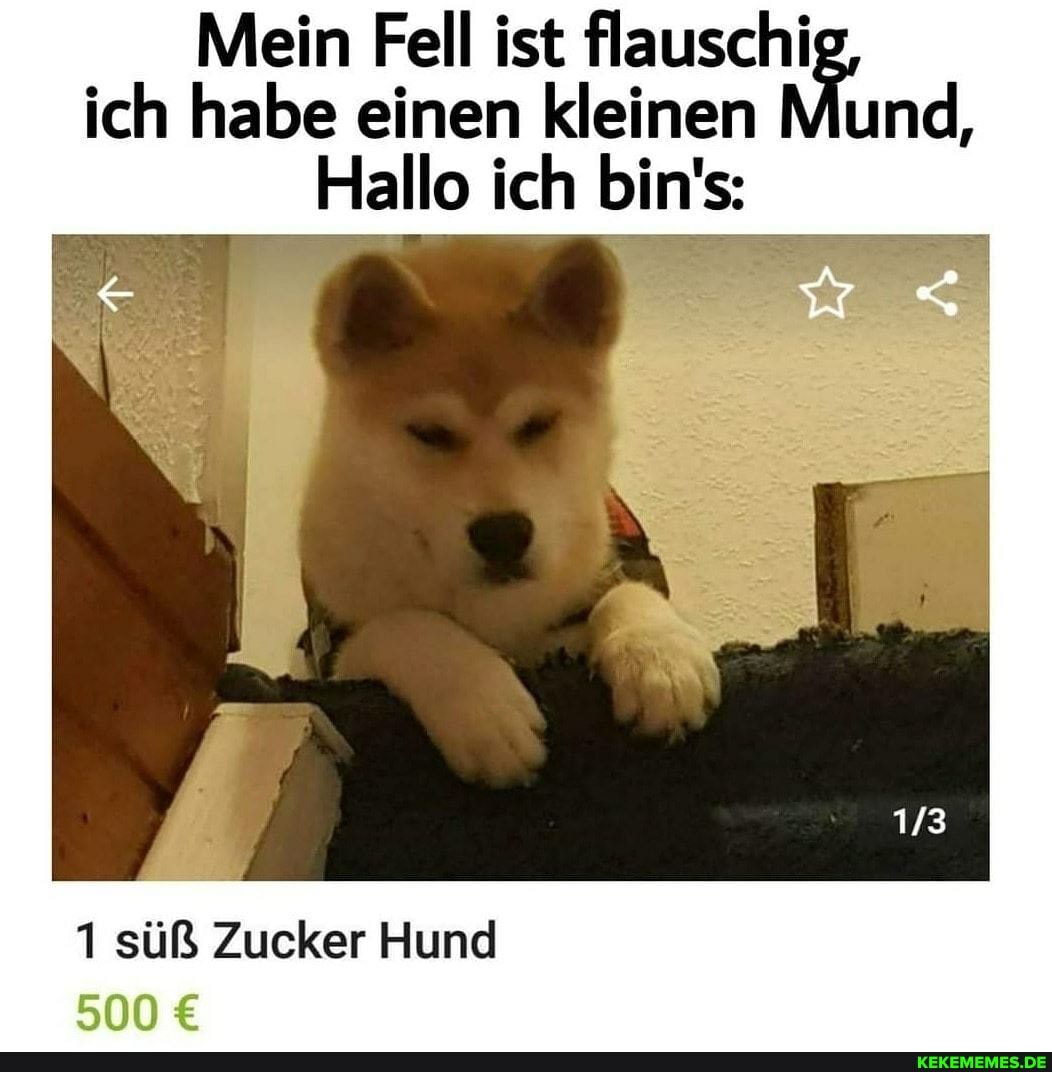 Mein Fell ist flauschi ich habe einen kleinen Mund,
Hallo ich bin's:
1 süß Zucker Hund
500