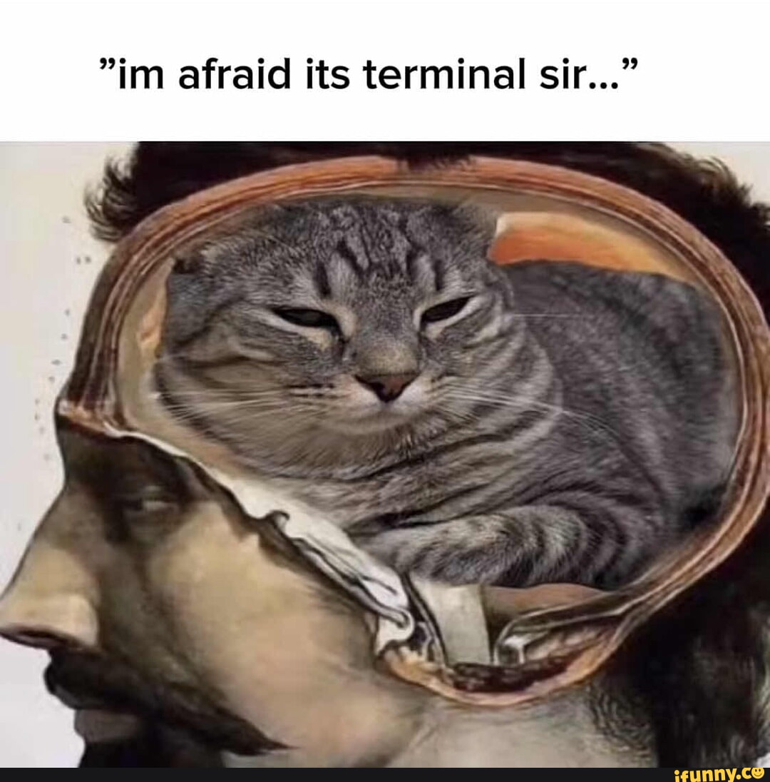 Terminal memes. Best Collection of funny Terminal pictures on iFunny