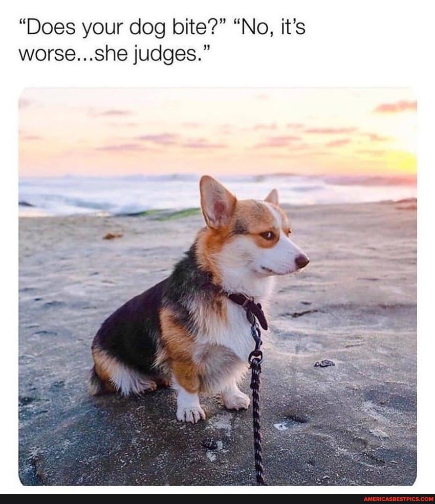 "Does your dog bite?" "No, it's worse...she judges."