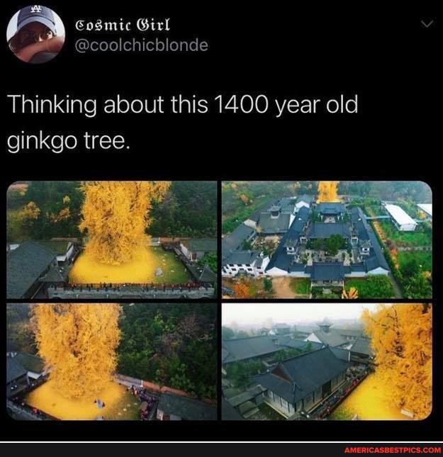 Cosmic Girl
@coolchicblonde
Thinking about this 1400 year old ginkgo tree.