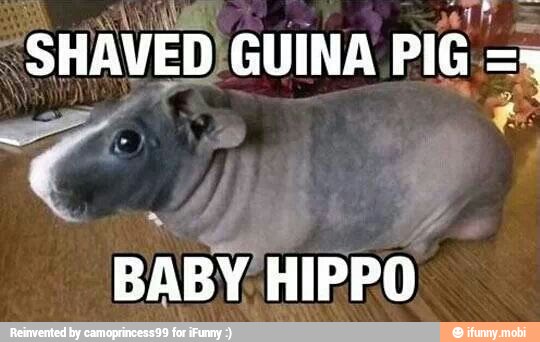 SHAVED) GUINA PIG =x
Cie
BABY HIPPO.