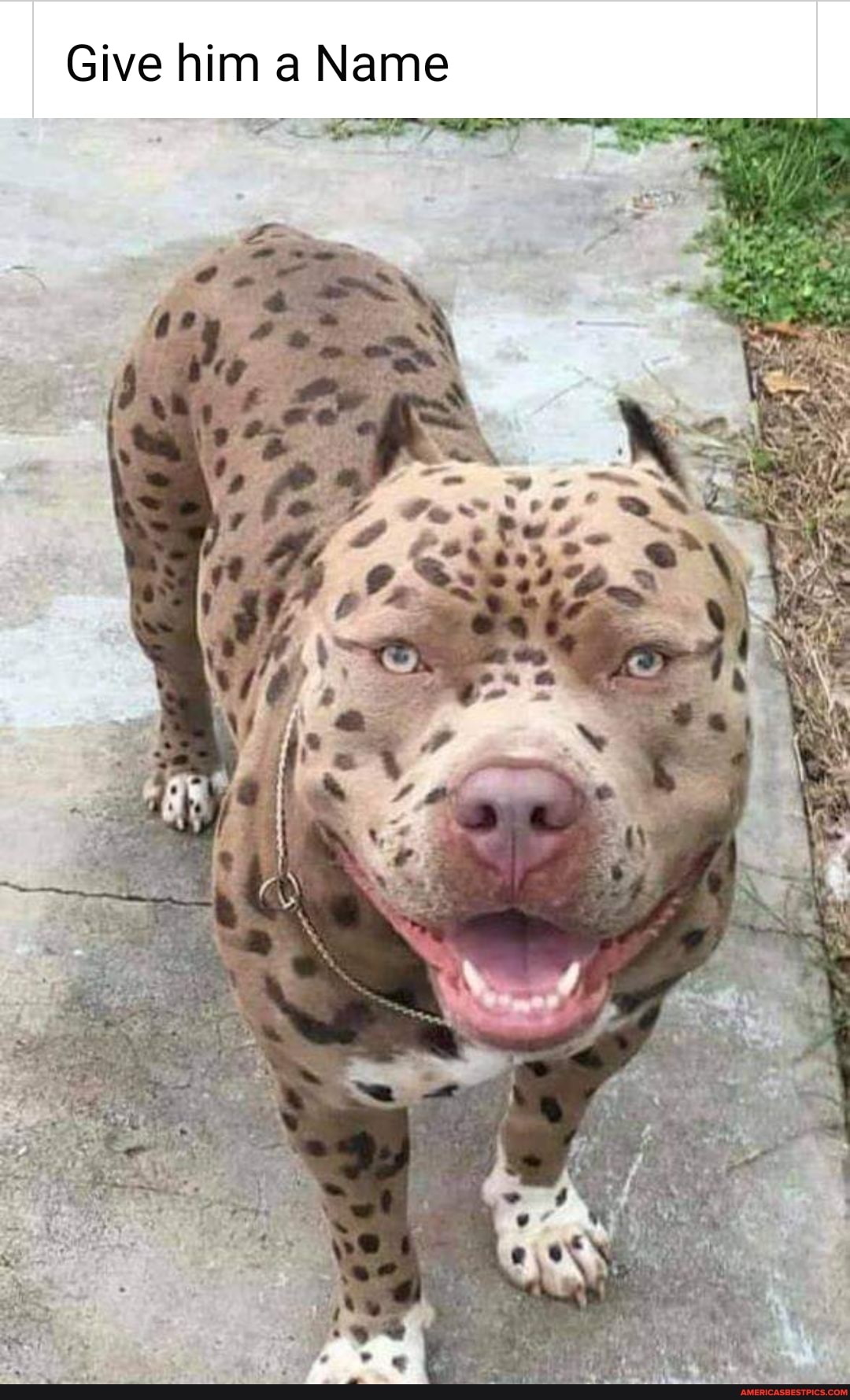 Give him a Name
