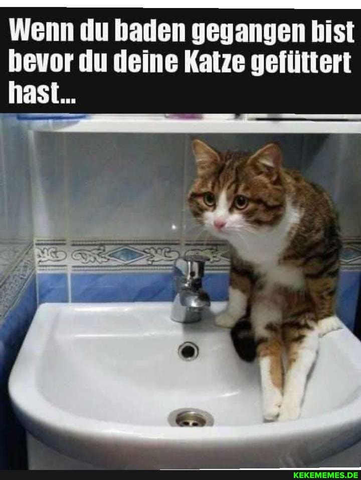 Wenn du baden gegangen bist hevor du deine Katze gefüttert hast...