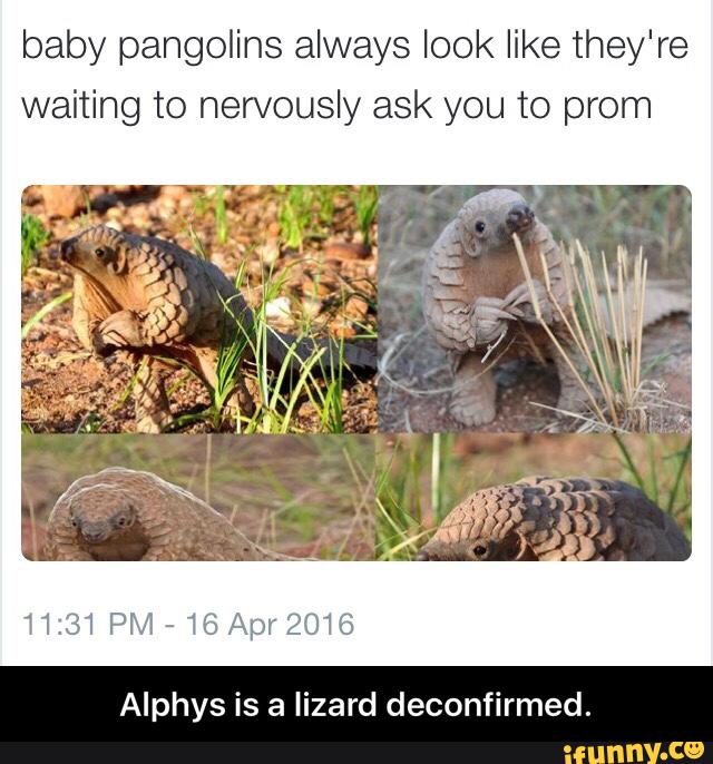 baby pangolins always look like they're
waiting to nervously ask you to prom
11:31 PM-16Apr2016
Alphys is a lizard deconfirmed. - Alphys is a lizard deconfirmed.