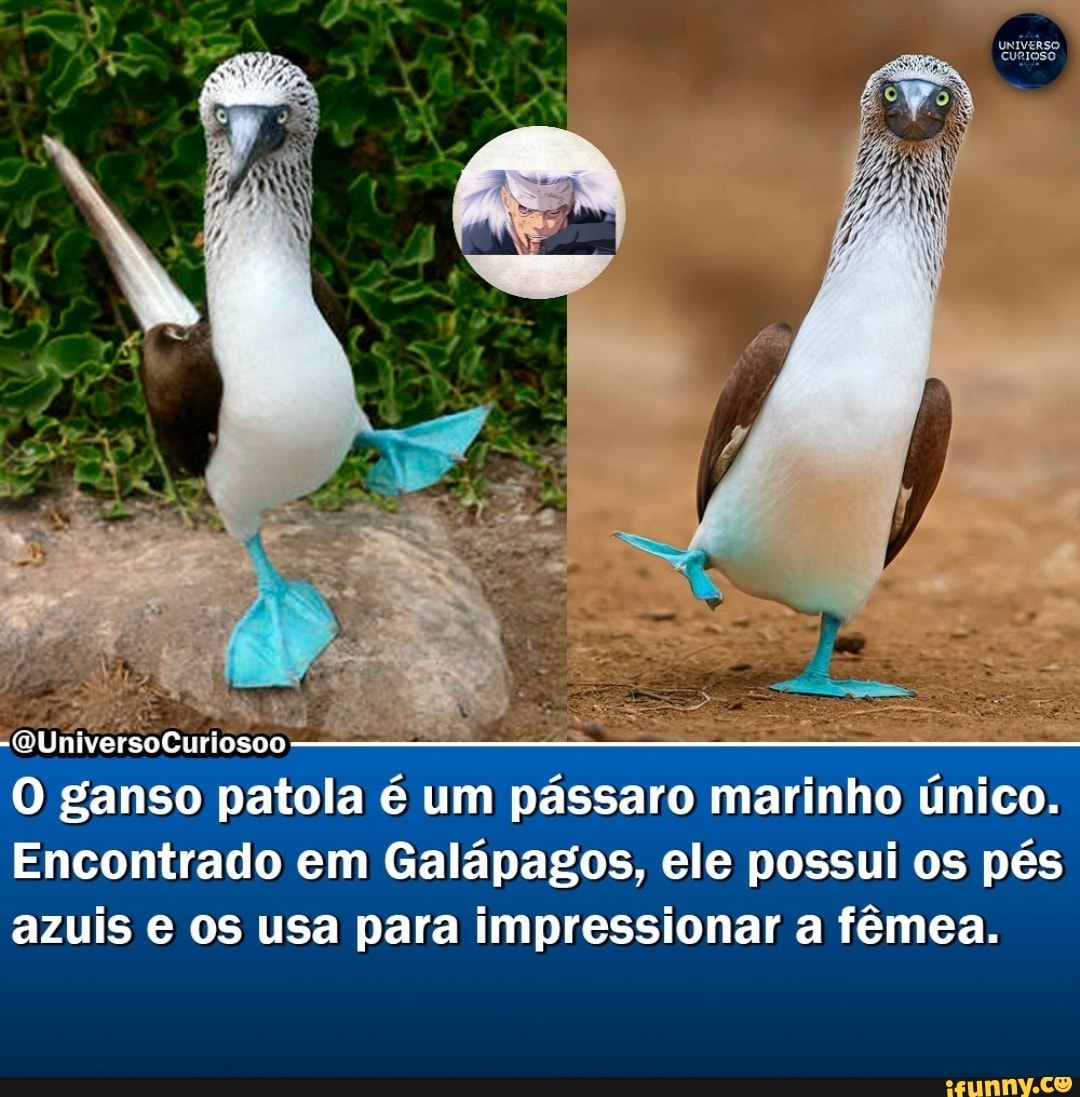 -(WUniversoCuriosoo
O ganso patola é um pássaro marinho único.
Encontrado em Galápagos, ele possui os pés azuis e os usa para impressionar a fêmea.