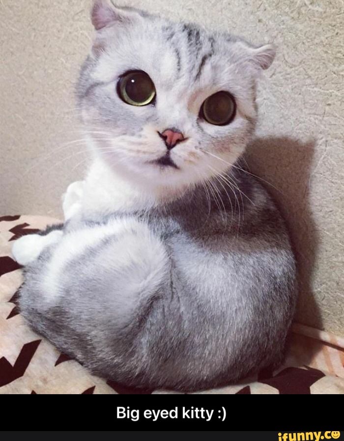 fen
Big eyed kitty - Big eyed kitty :)