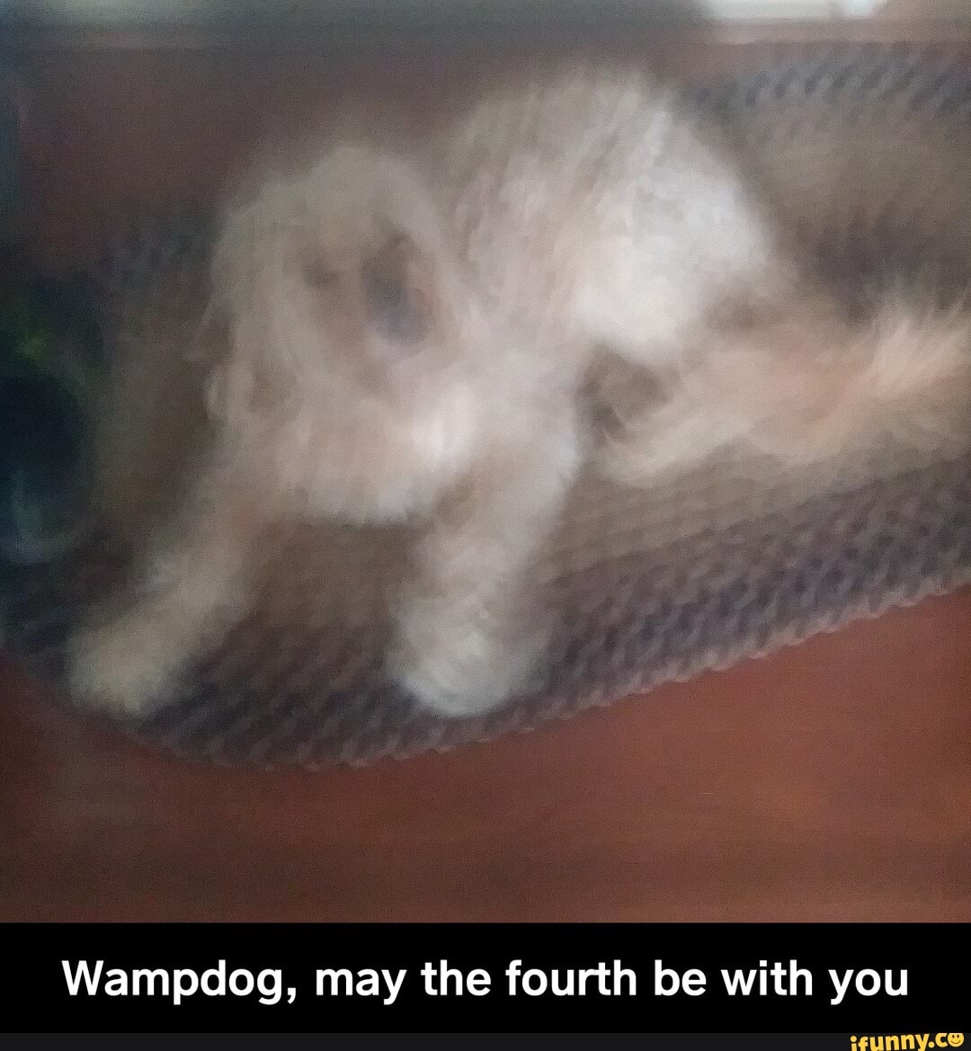 Wampdog, may the fourth be with you - Wampdog, may the fourth be with you