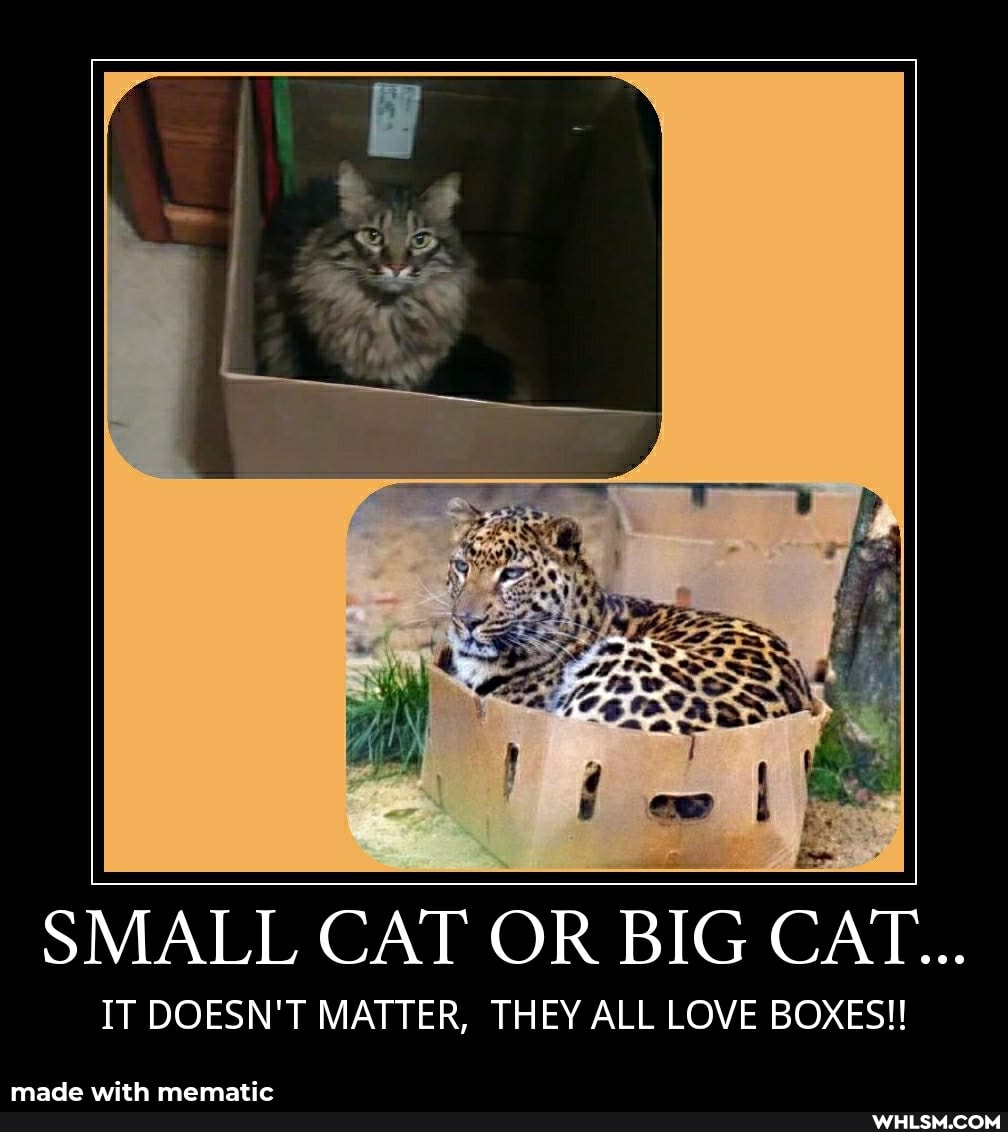SMALL CAT OR BIG CAT...
IT DOESN'T MATTER, THEY ALL LOVE BOXES!!