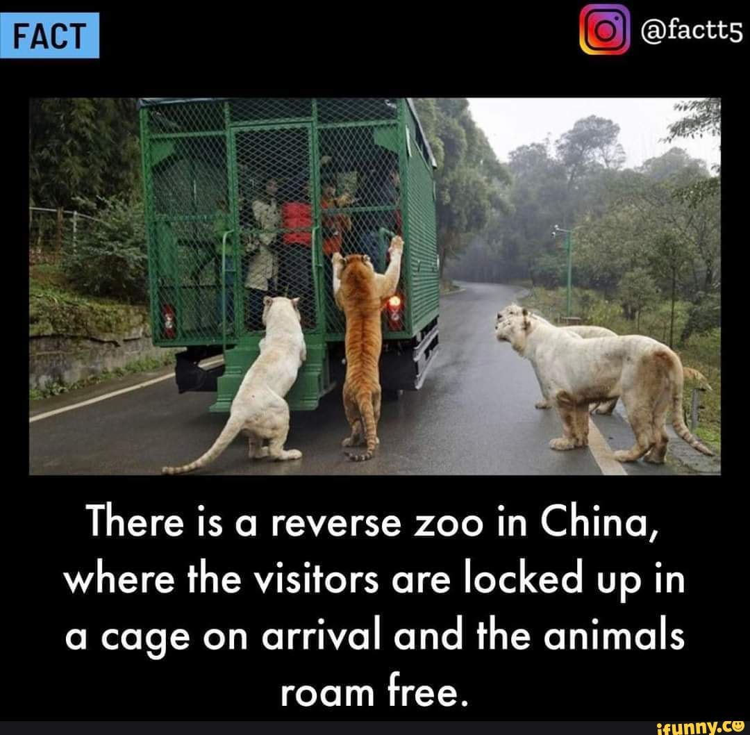 PACY @factts There is reverse zoo in China, where the visitors ore locked  up in cage on arrival and the animals roam free. 