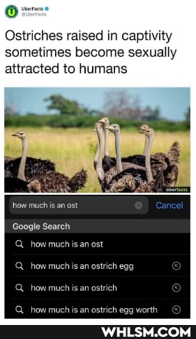 Ostriches raised in captivity sometimes become sexually attracted to humans
how much is an ost Cancel
Google Search
Q how much is an ost
how much is an ostrich egg
Q_ how much is an ostrich